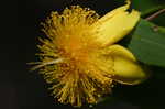 Shrubby St. Johnswort